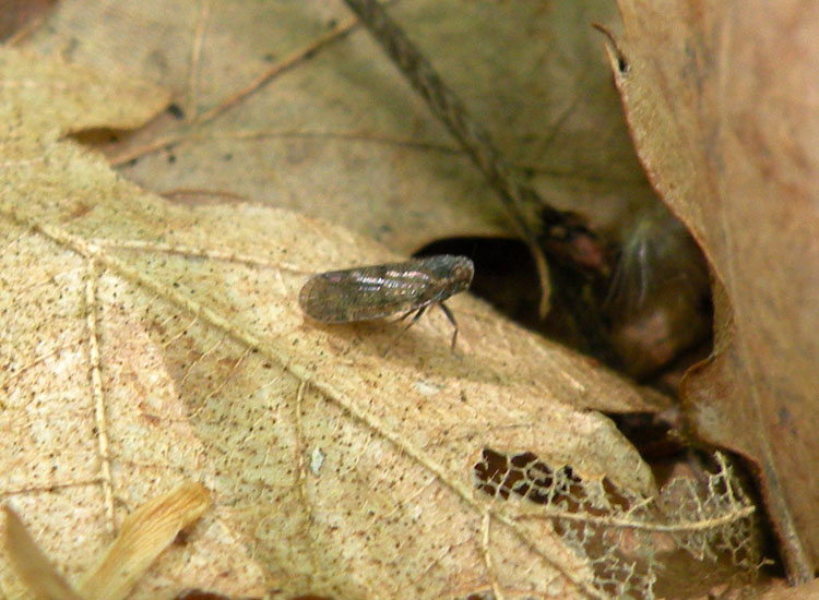Cicadellidae? No, Cixiidae